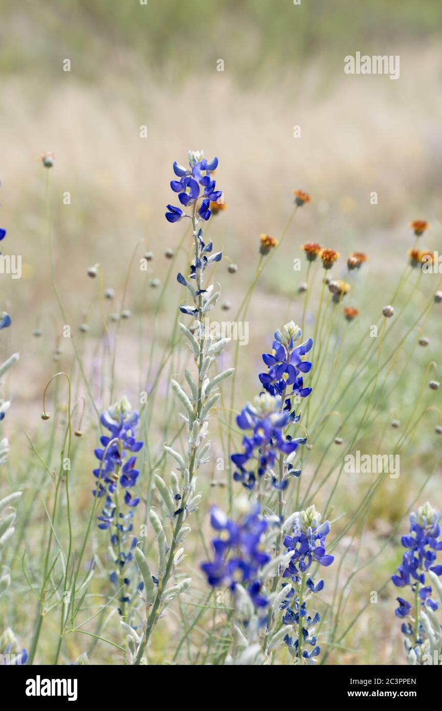 big bend Stock Photo Alamy