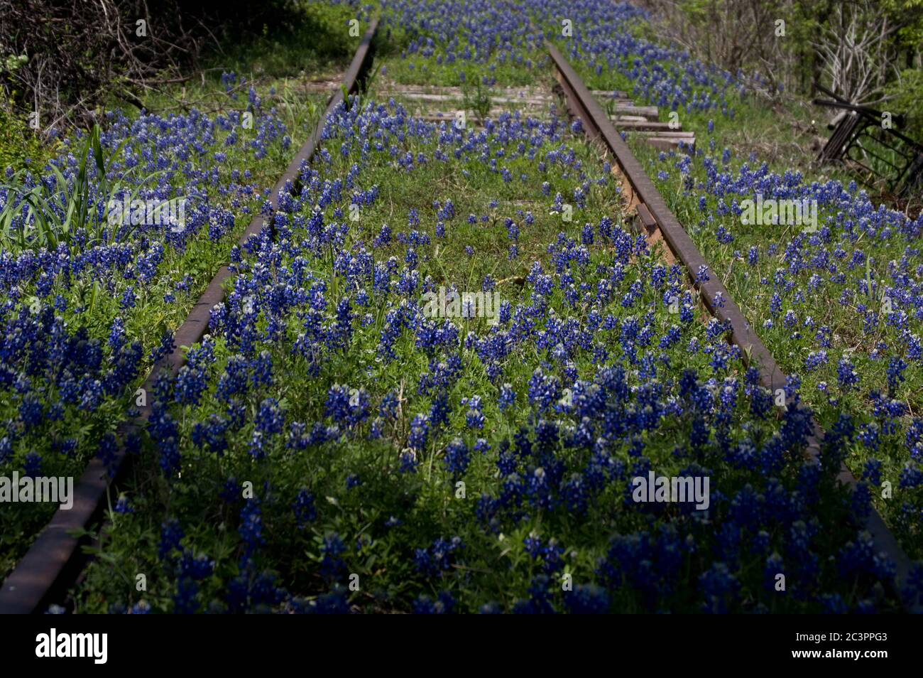 bluebonnets amongst abandoned railroad tracks in Kingsland, Texas Stock Photo