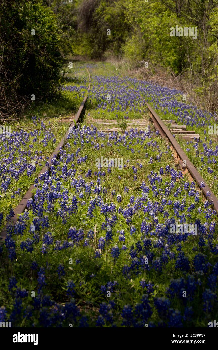bluebonnets amongst abandoned railroad tracks in Kingsland, Texas Stock Photo
