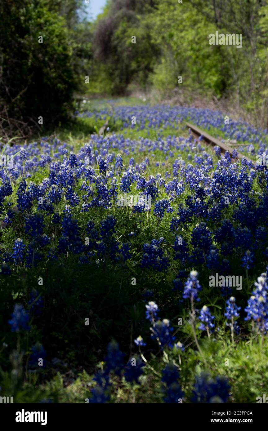 bluebonnets amongst abandoned railroad tracks in Kingsland, Texas Stock Photo