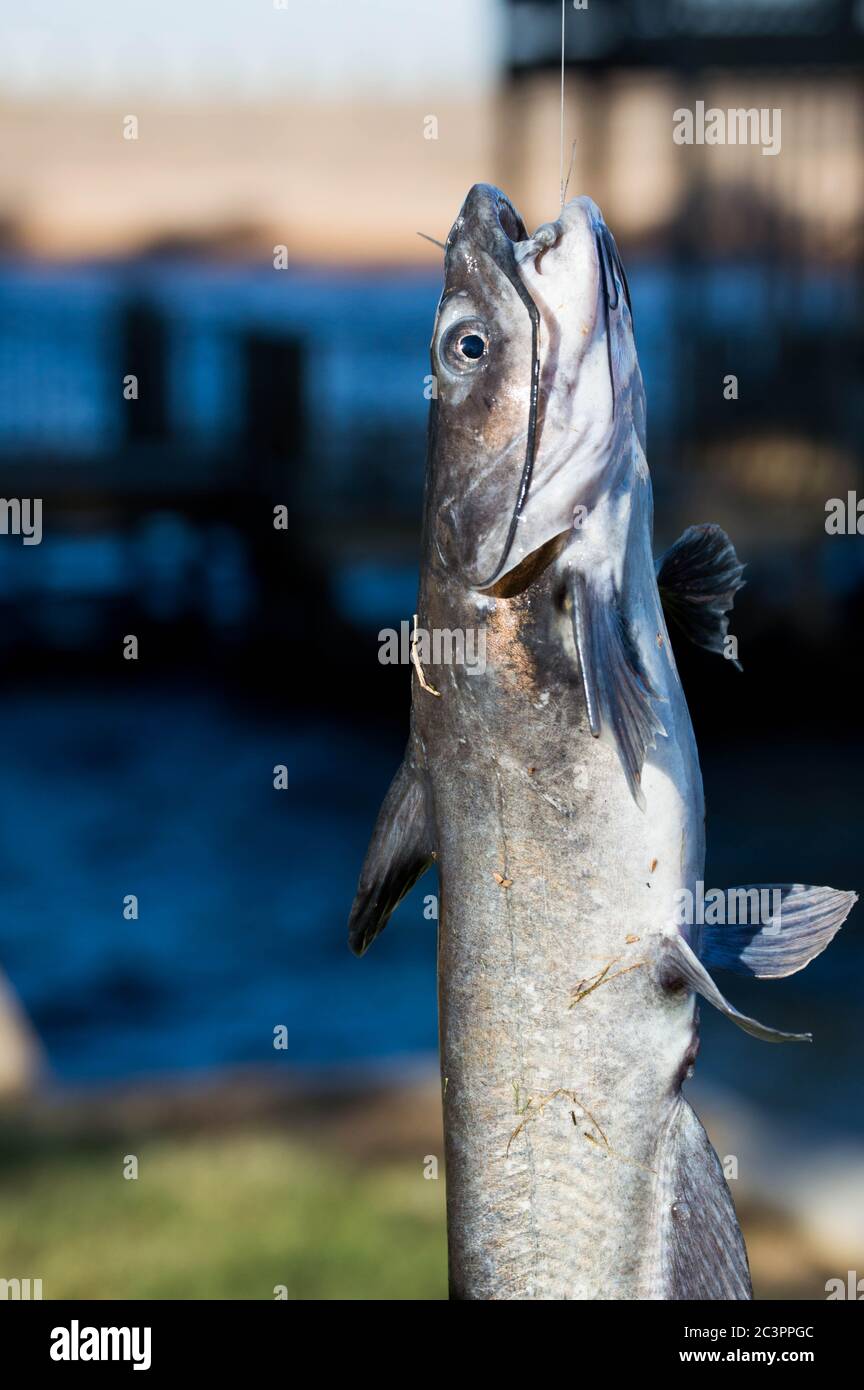 Meat on the hook hires stock photography and images Alamy