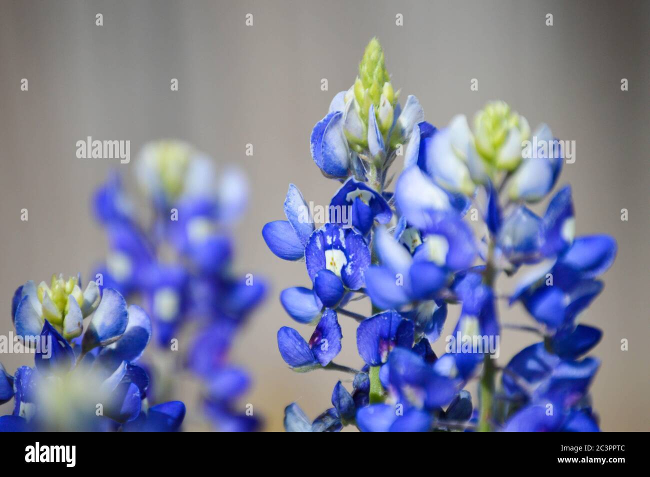 Texas garden wildflower hires stock photography and images Alamy