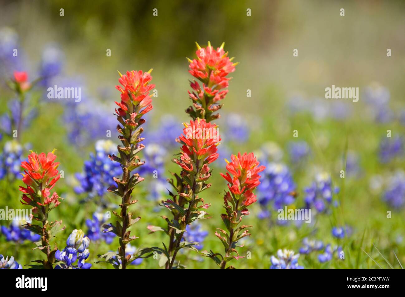 Texas wildflowers in bloom Stock Photo Alamy