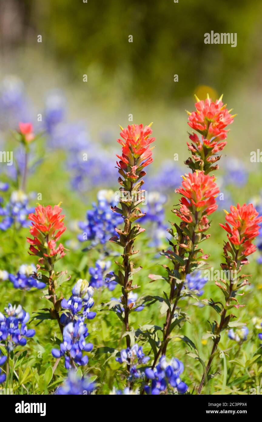 Texas wildflowers in bloom Stock Photo