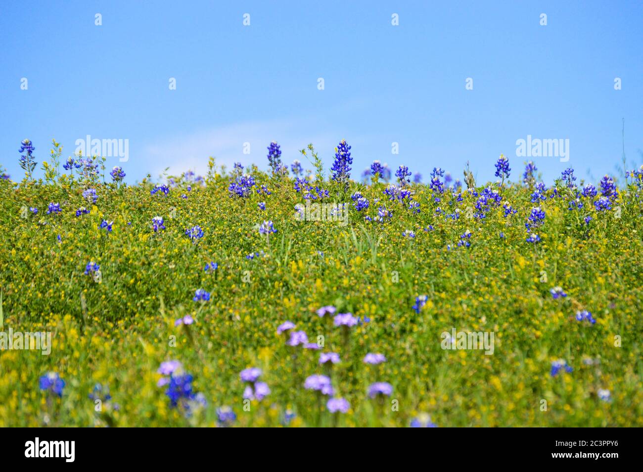 Texas wildflowers in bloom Stock Photo