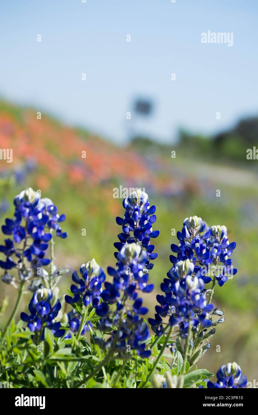 Texas wildflowers in bloom Stock Photo Alamy