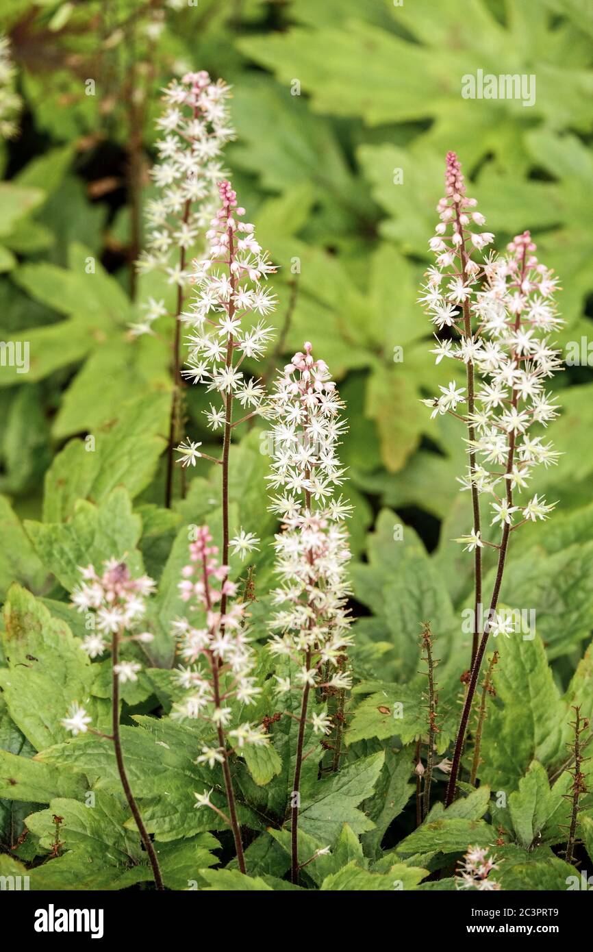 Foamflower Tiarella 'Pink Skyrocket' Stock Photo