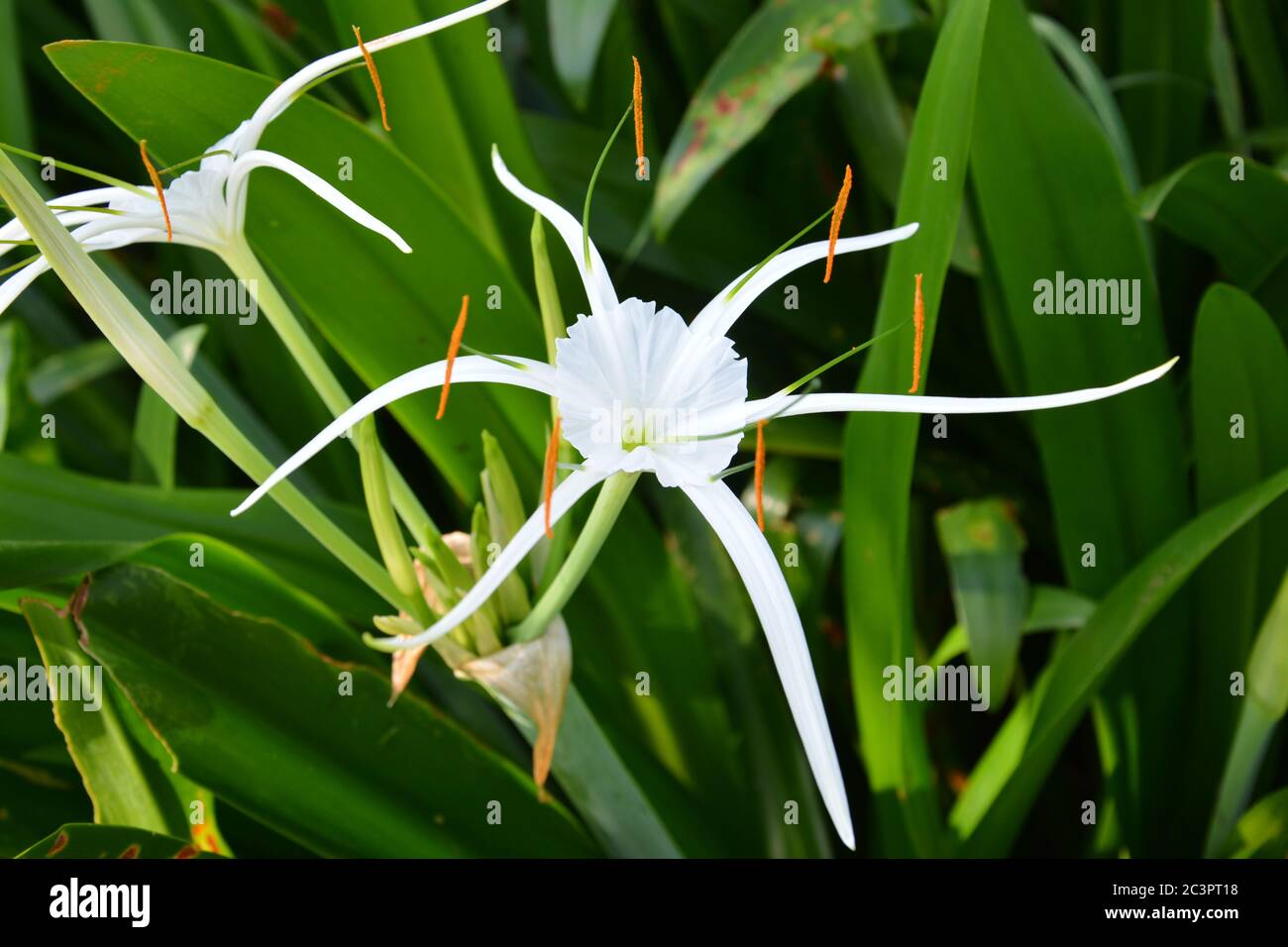 White Hymenocallis littoralis blossoms with long white petals and long stamens Stock Photo