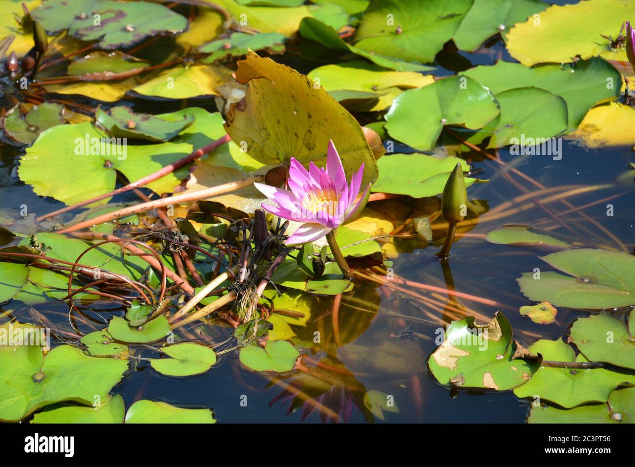 Red lotus blossoms under sunlight Stock Photo Alamy