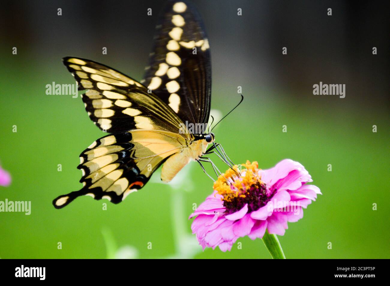 Giant swallowtail butterfly (papilio cresphontes) on a pink zinnia Stock Photo