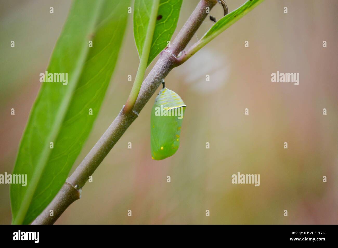 Green chrysalis hires stock photography and images Alamy