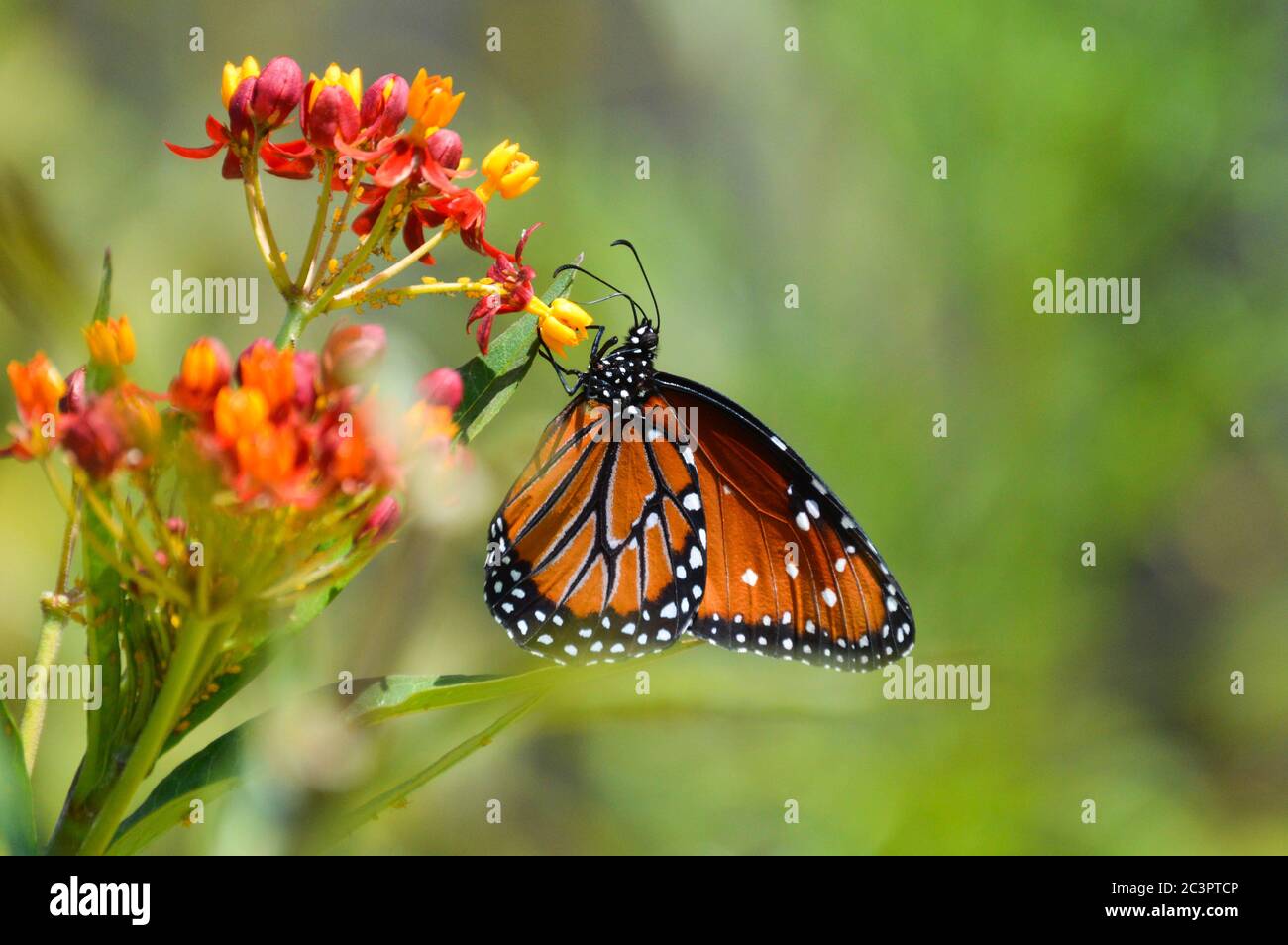 Queen butterfly nectaring on tropical milkweed flowers Stock Photo