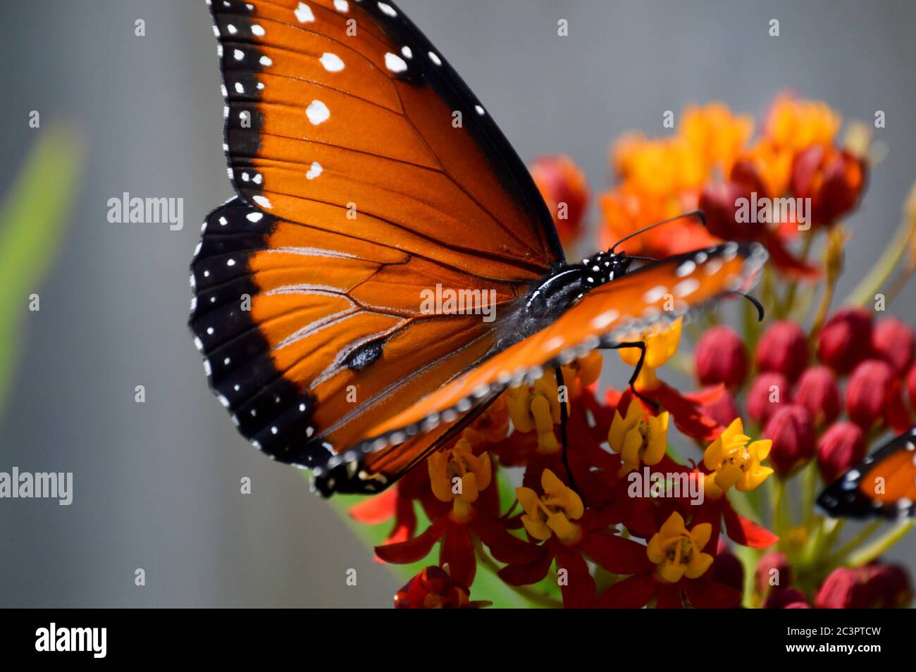 Queen butterfly nectaring on tropical milkweed flowers Stock Photo