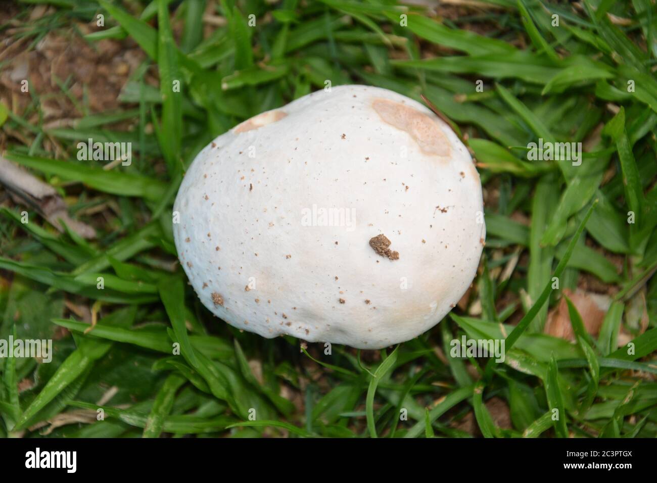 white mushroom with mud dots in the grass Stock Photo Alamy