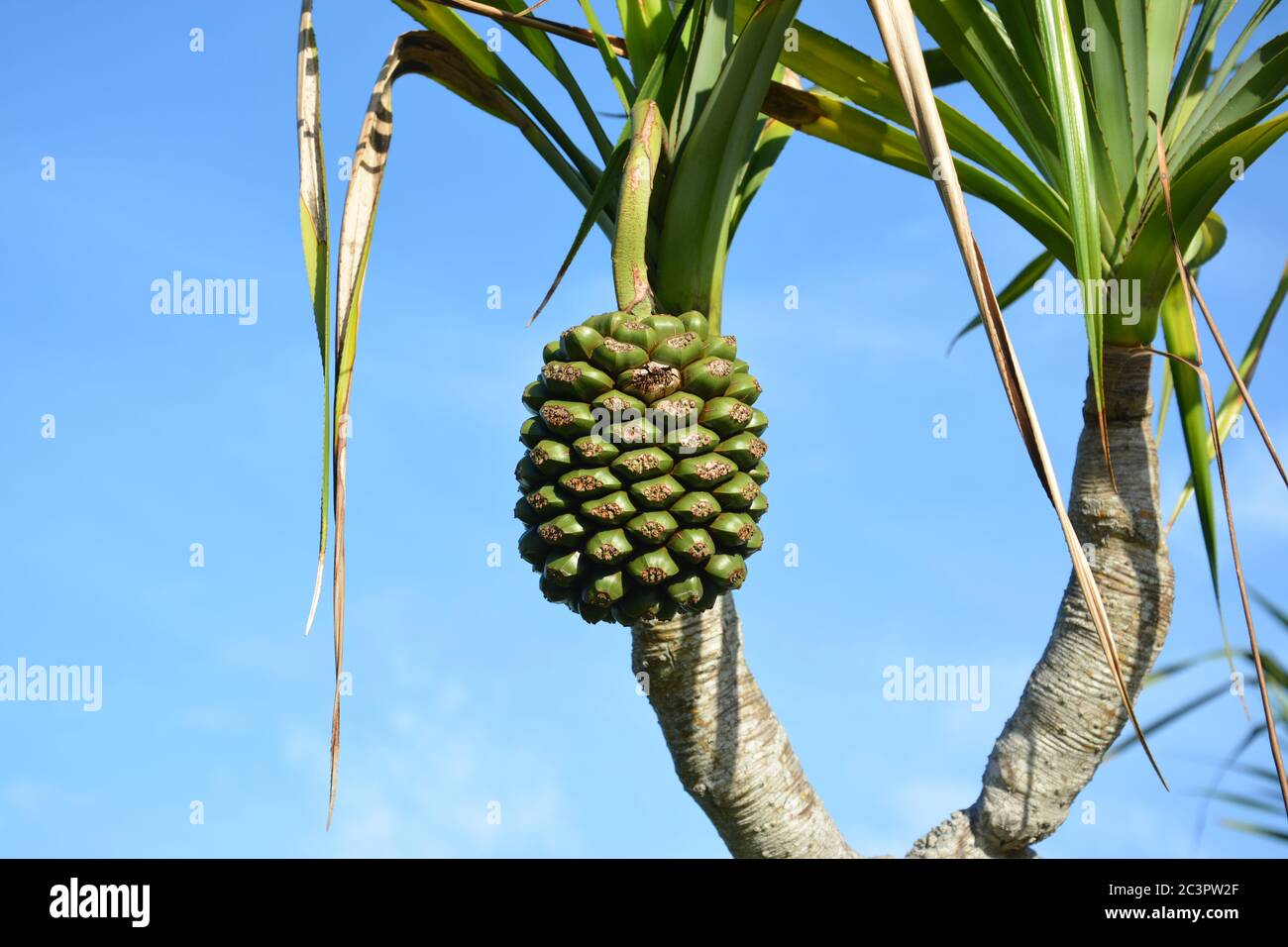 The fruit of Pandanus tectorius on the tree in sunny day Stock Photo