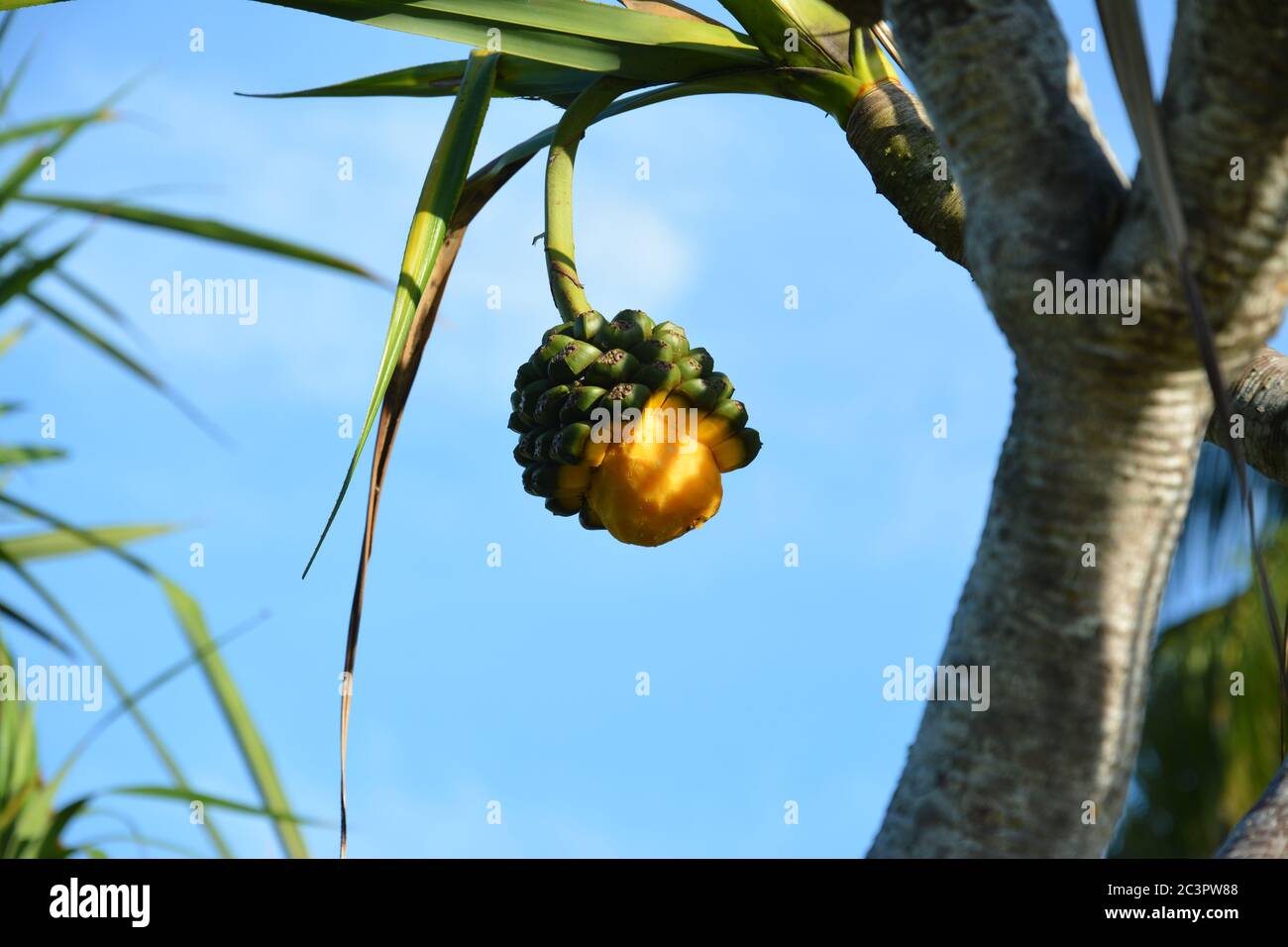 Semi-ripe fruit of Pandanus tectorius on the tree in sunny day Stock Photo