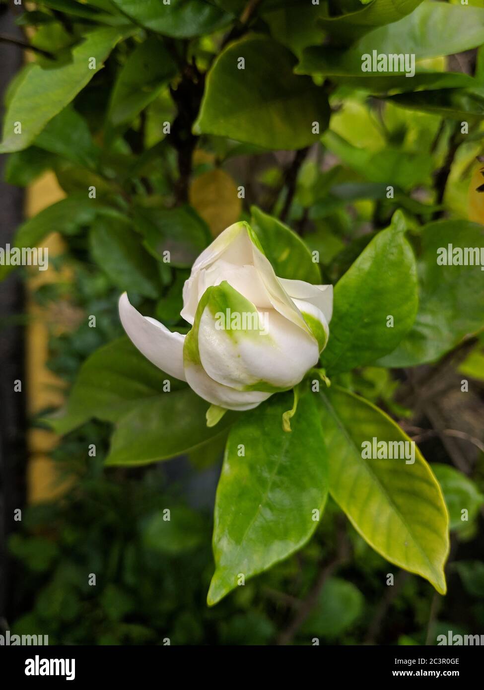 Gardenia petals hi-res stock photography and images - Alamy