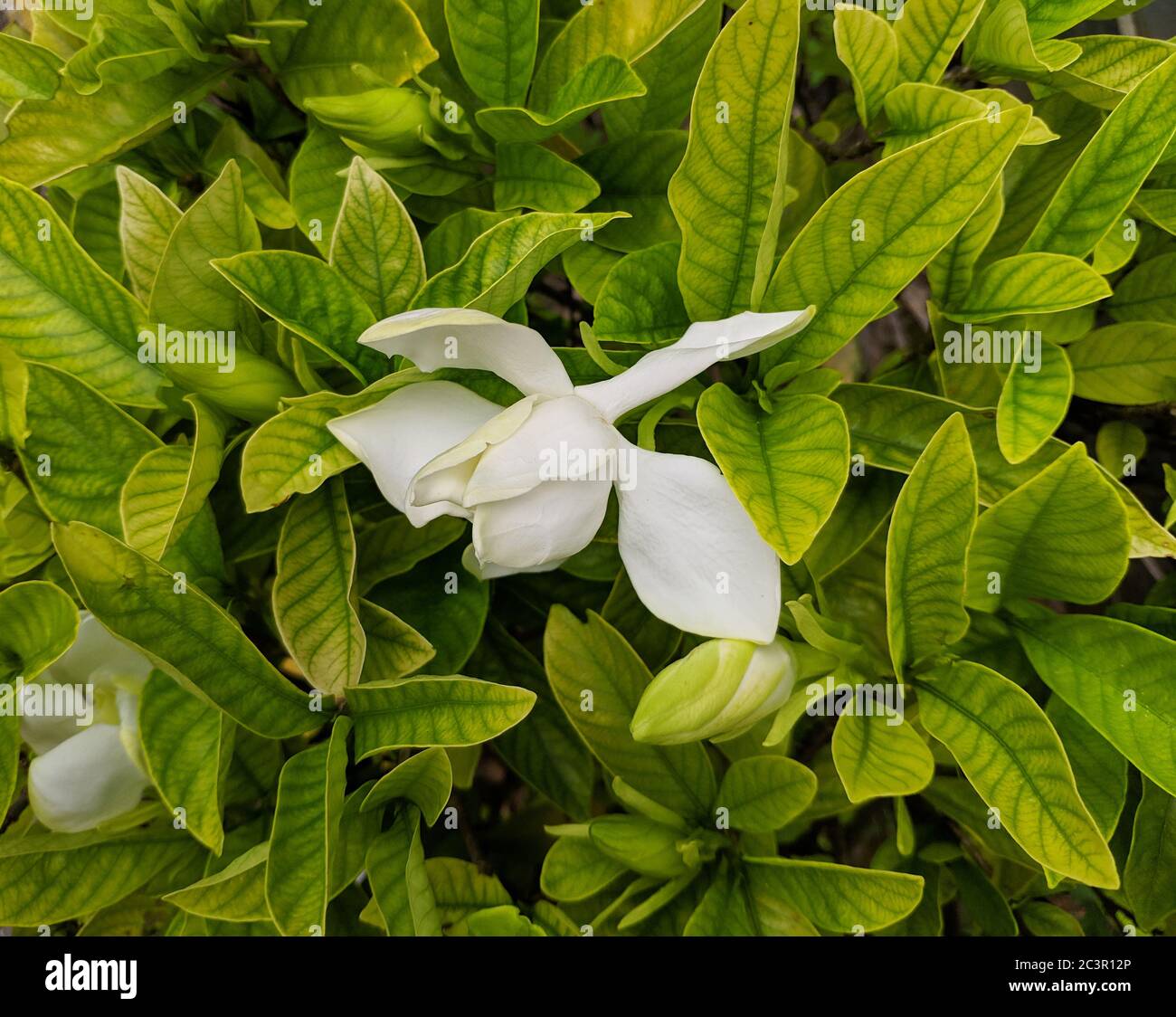 One of the white gardenia blossoms Stock Photo Alamy