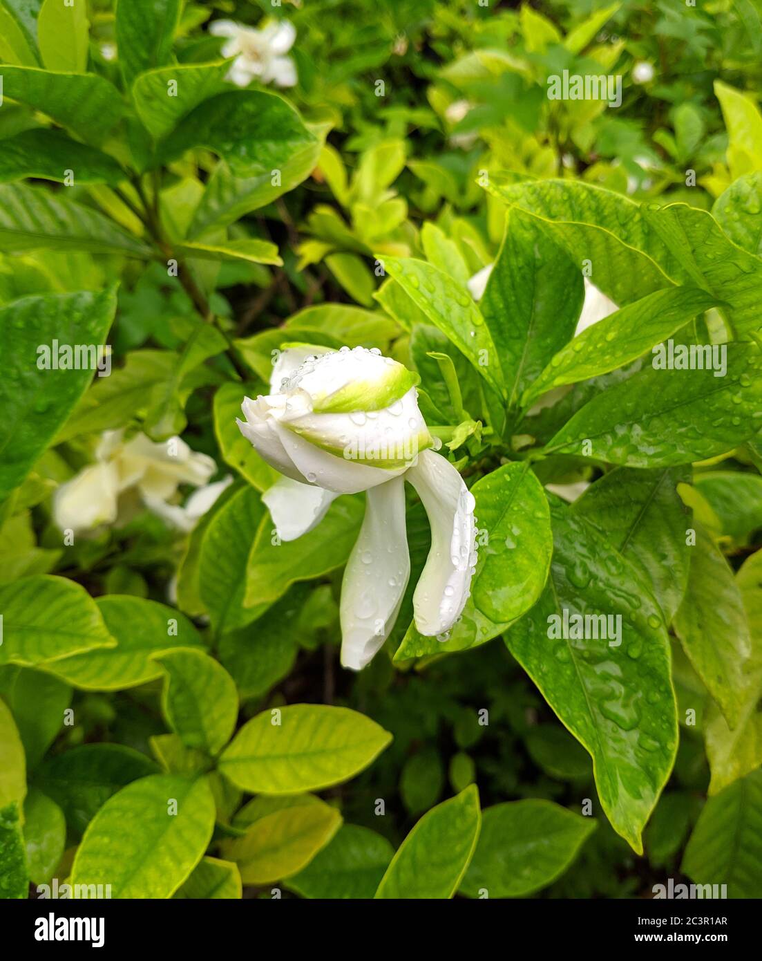 White gardenia bud with green color on petals after the rain Stock Photo -  Alamy