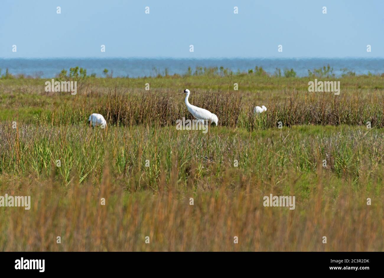 Whooping Crane in the Wetland Along the Gulf Coast in the Aranasas National Wildlife Refuge in Texas Stock Photo