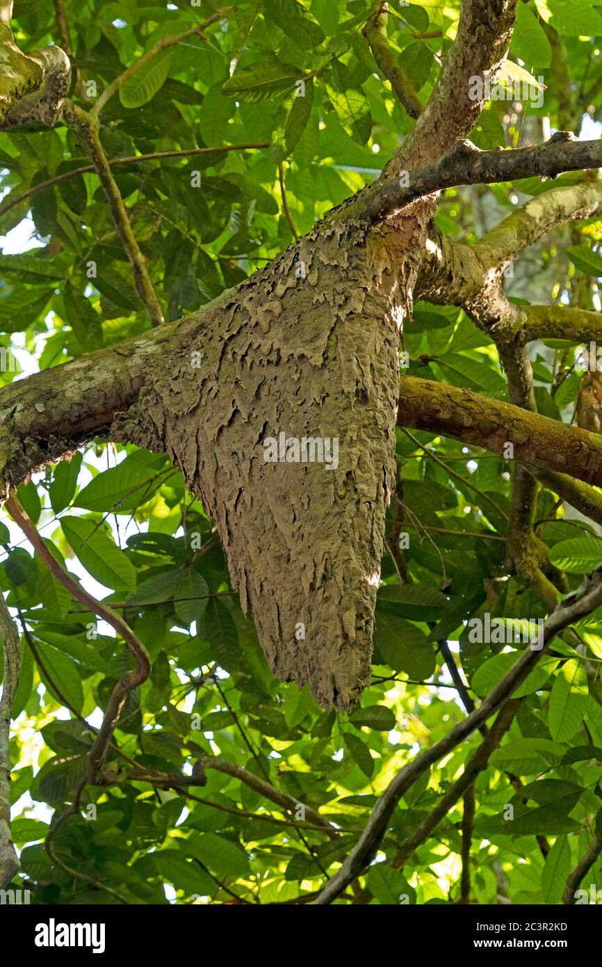 Termite Nest in a Rainforest Tree in the Amazon near Alta Floresta, Brazil Stock Photo Alamy