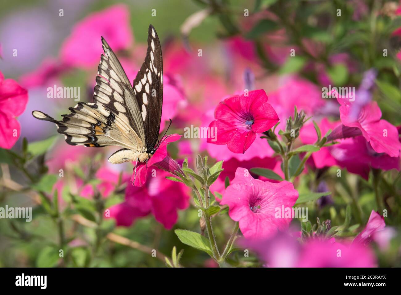 A Giant Swallowtail butterfly foages for nectar among the petunias at Toronto's Rosetta McClain Gardens. Stock Photo