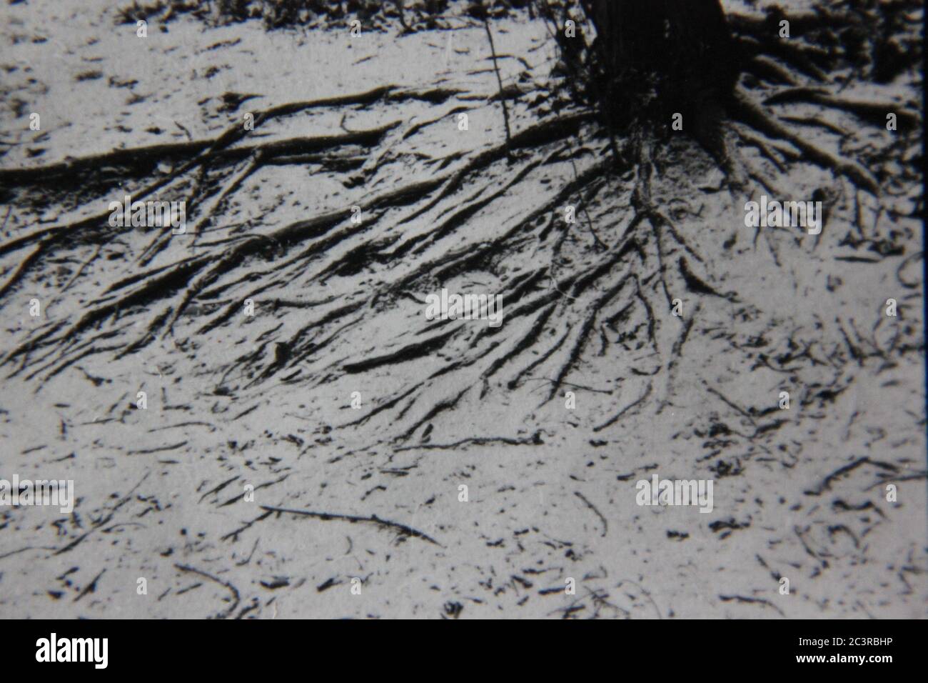 Fine 70s vintage black and white extreme photography of tree roots ...