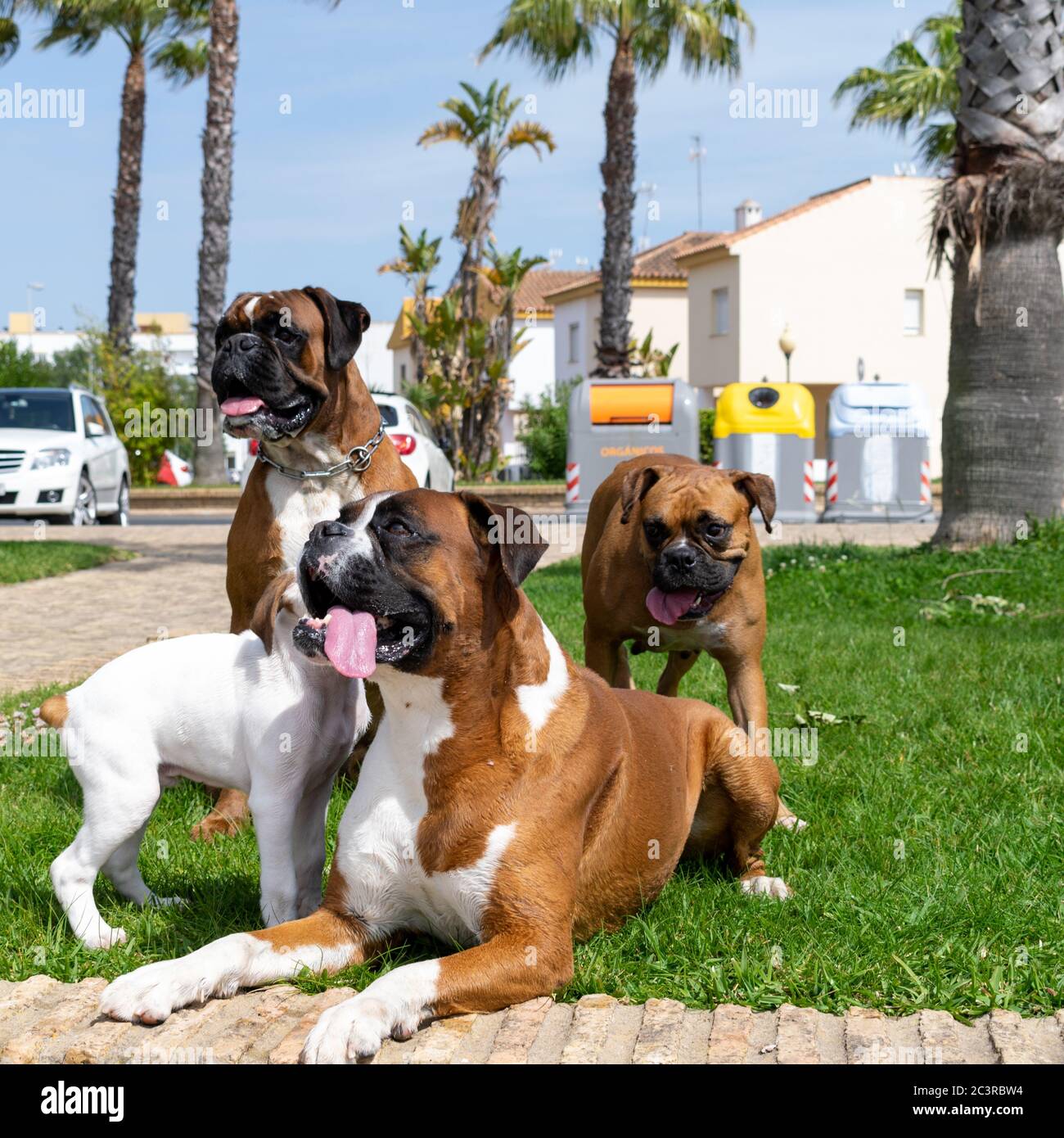 Brown boxers and a white Guatemalan Bull Terrier sitting on the lawn Stock Photo