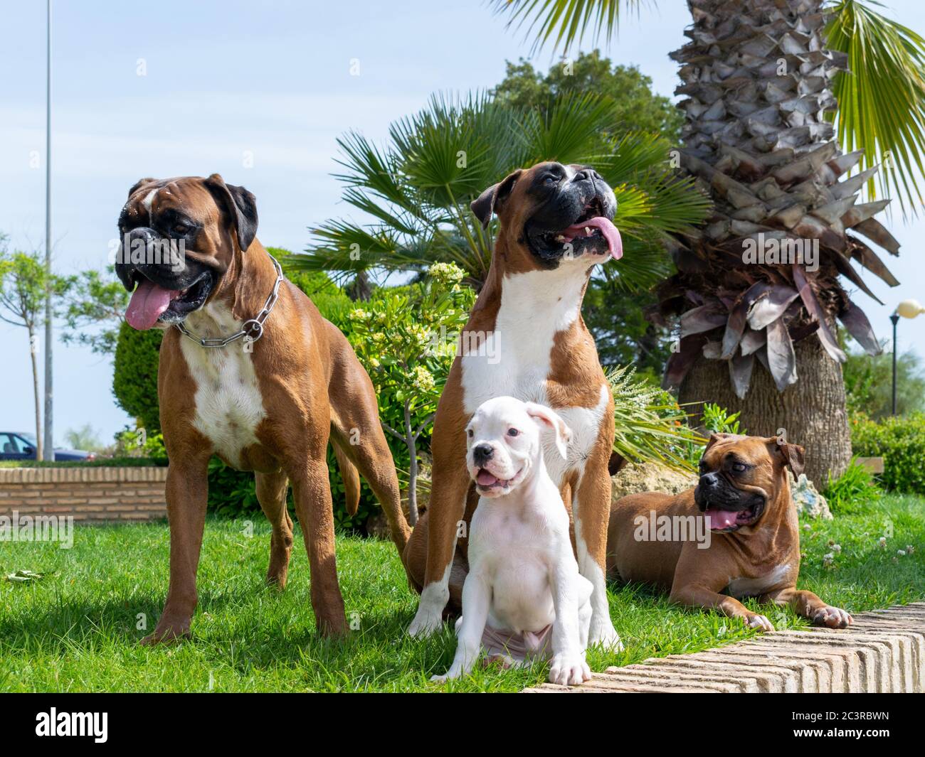 Brown boxers and a white Guatemalan Bull Terrier sitting on the lawn Stock Photo
