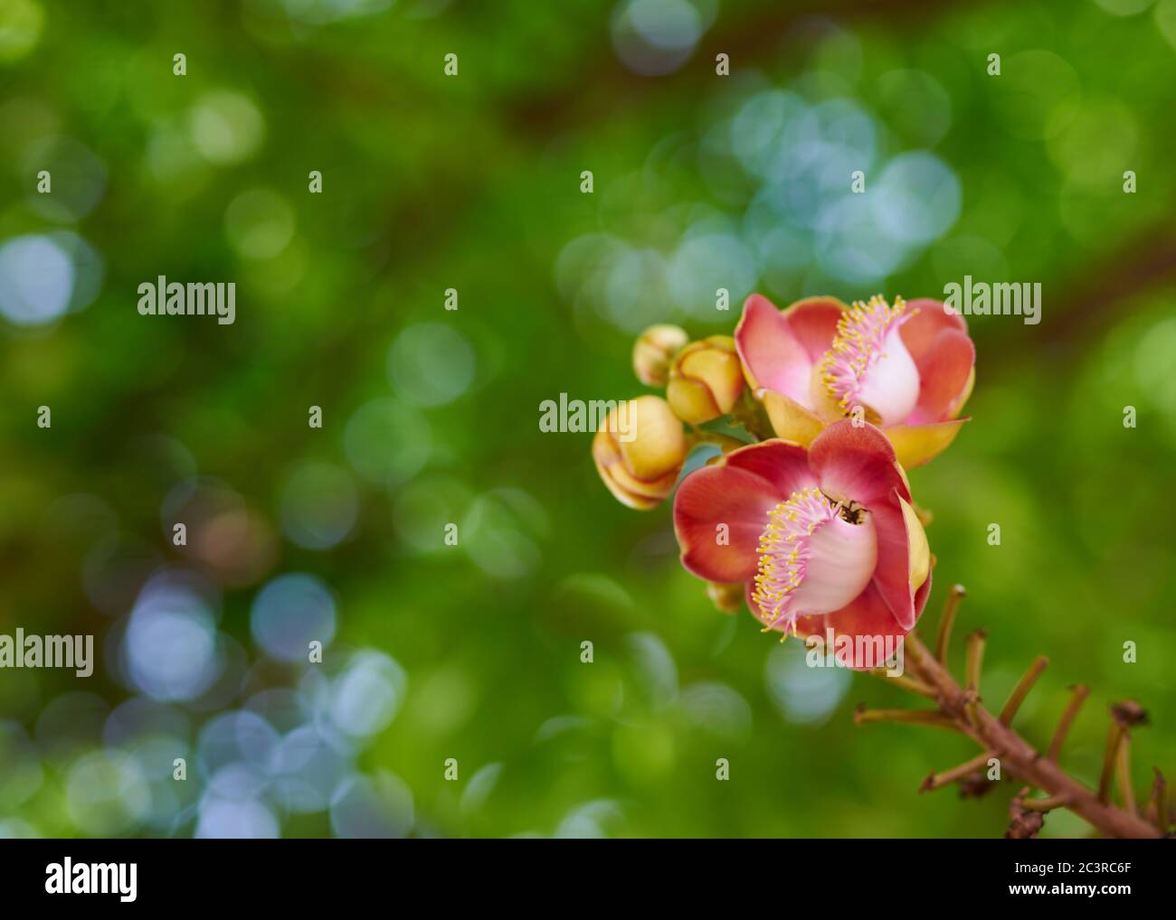◆sala tree◆ Sala tree hi-res stock photography and images - Alamy
