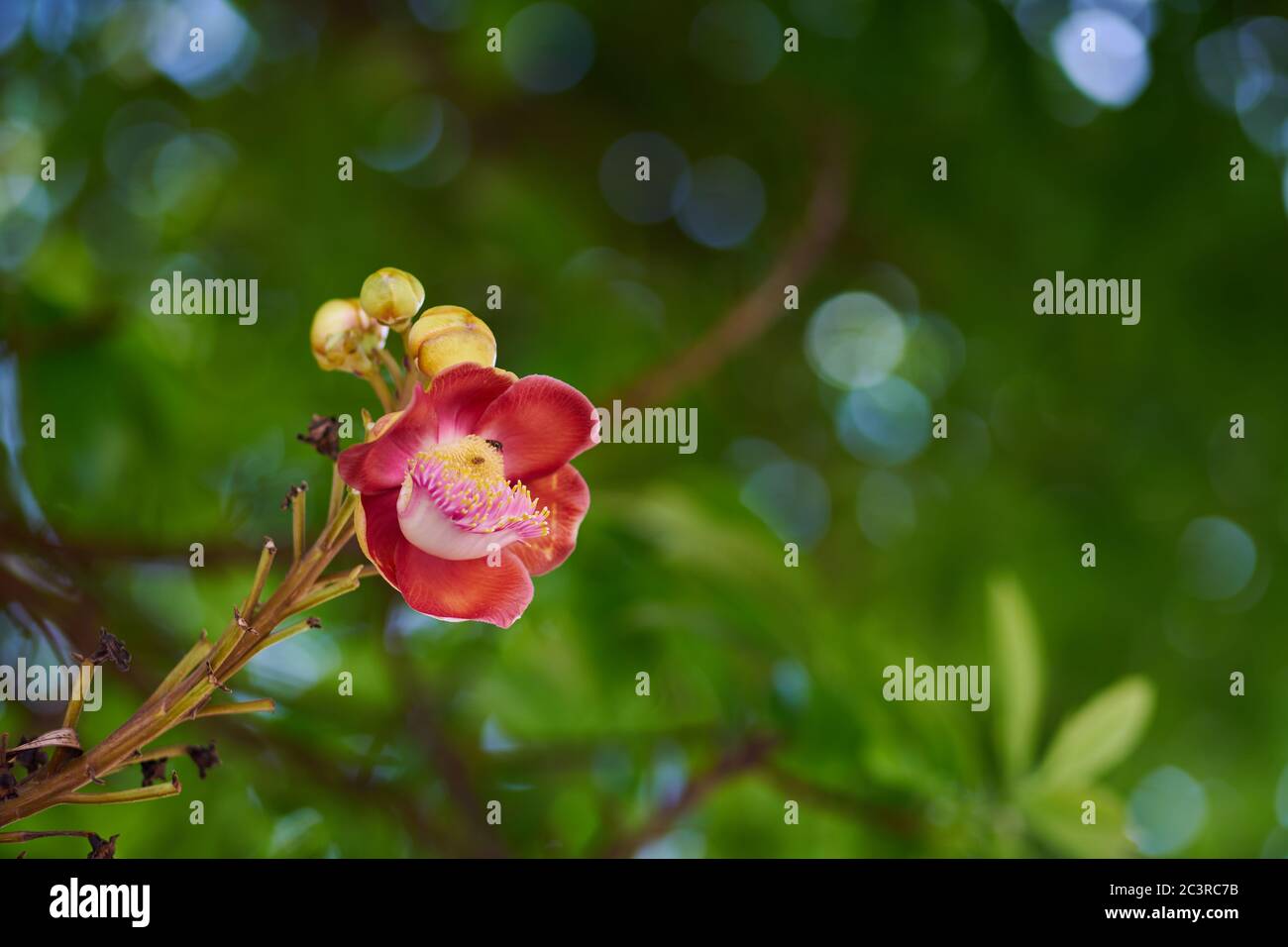 The flowers of the Sal tree is blooming Stock Photo Alamy