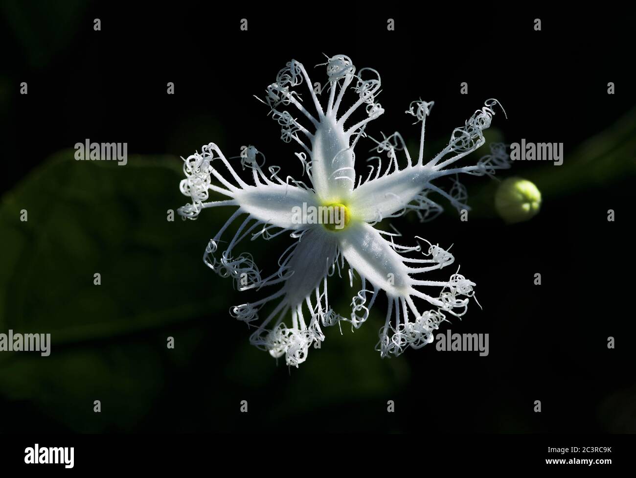 The white flower of snake luffa in an organic garden Stock Photo