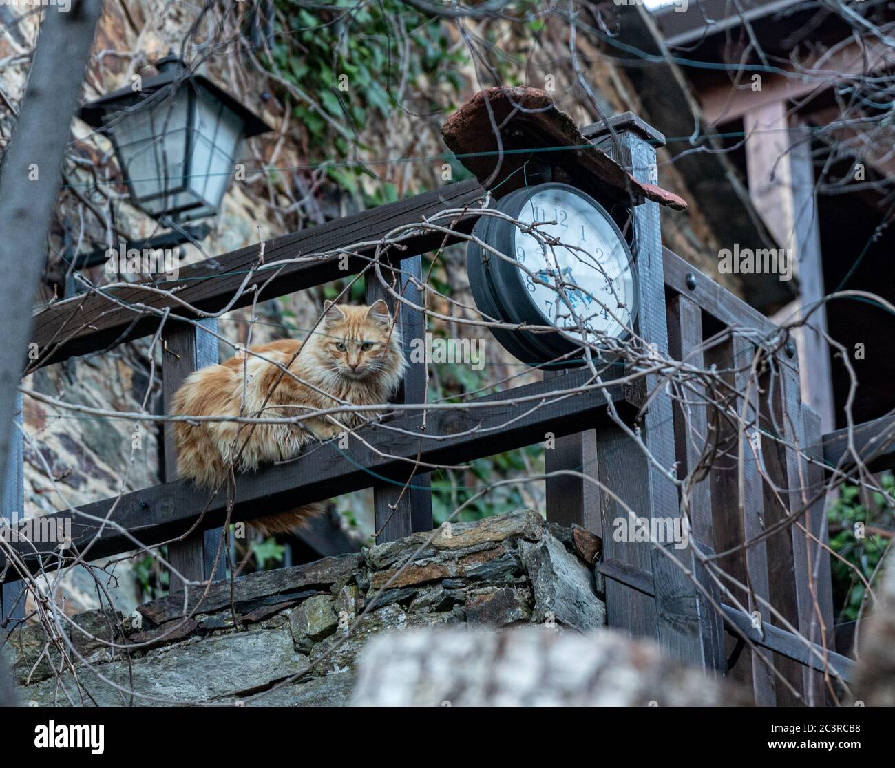 Low angle shot of a fluffy cat sitting on a fence during daytime Stock ...