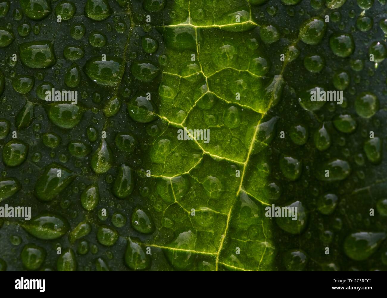Wet green leaf hi-res stock photography and images - Alamy