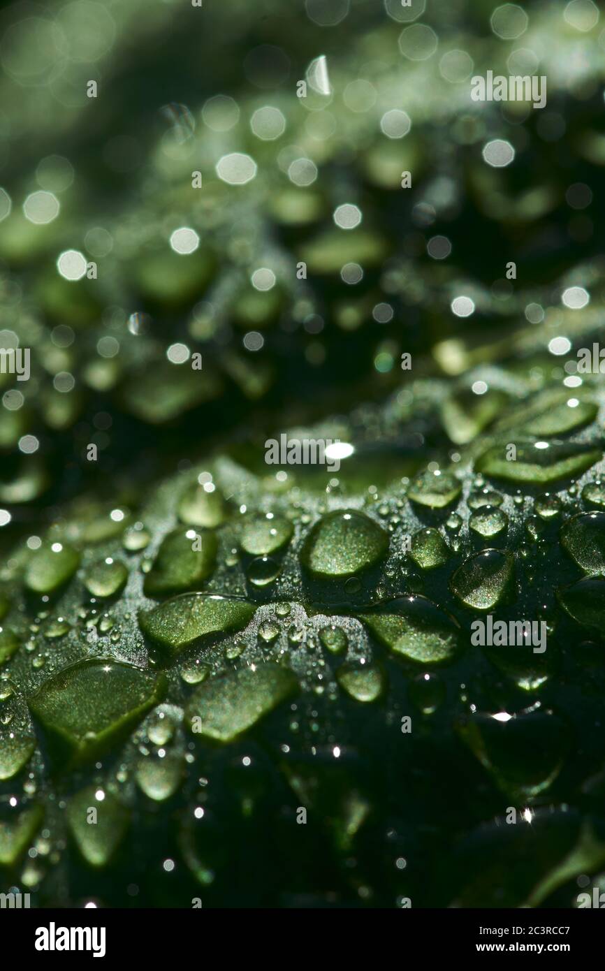 Close up leaf texture hi-res stock photography and images - Alamy
