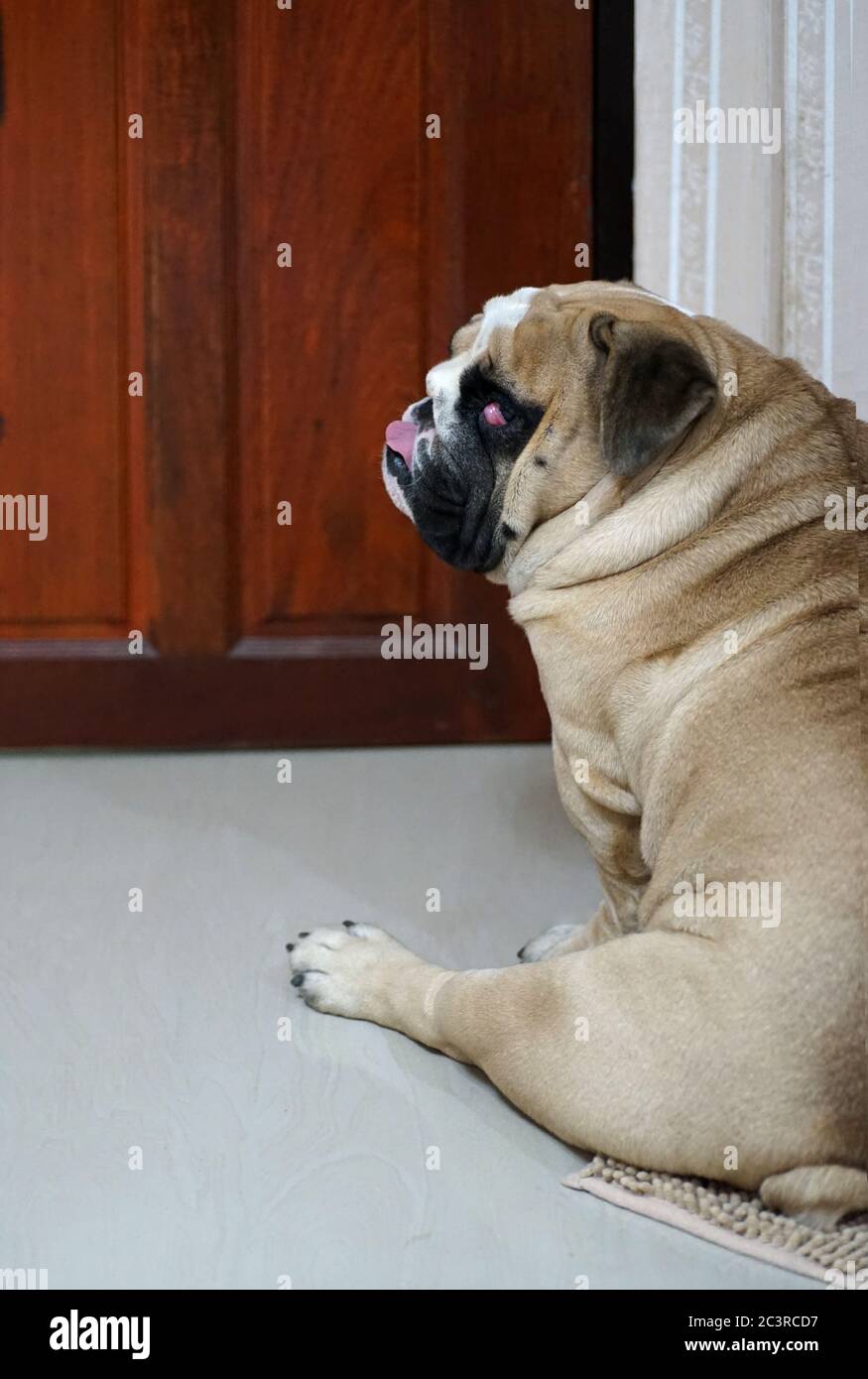 Funny English bulldog sitting in front of wooden door Stock Photo ...