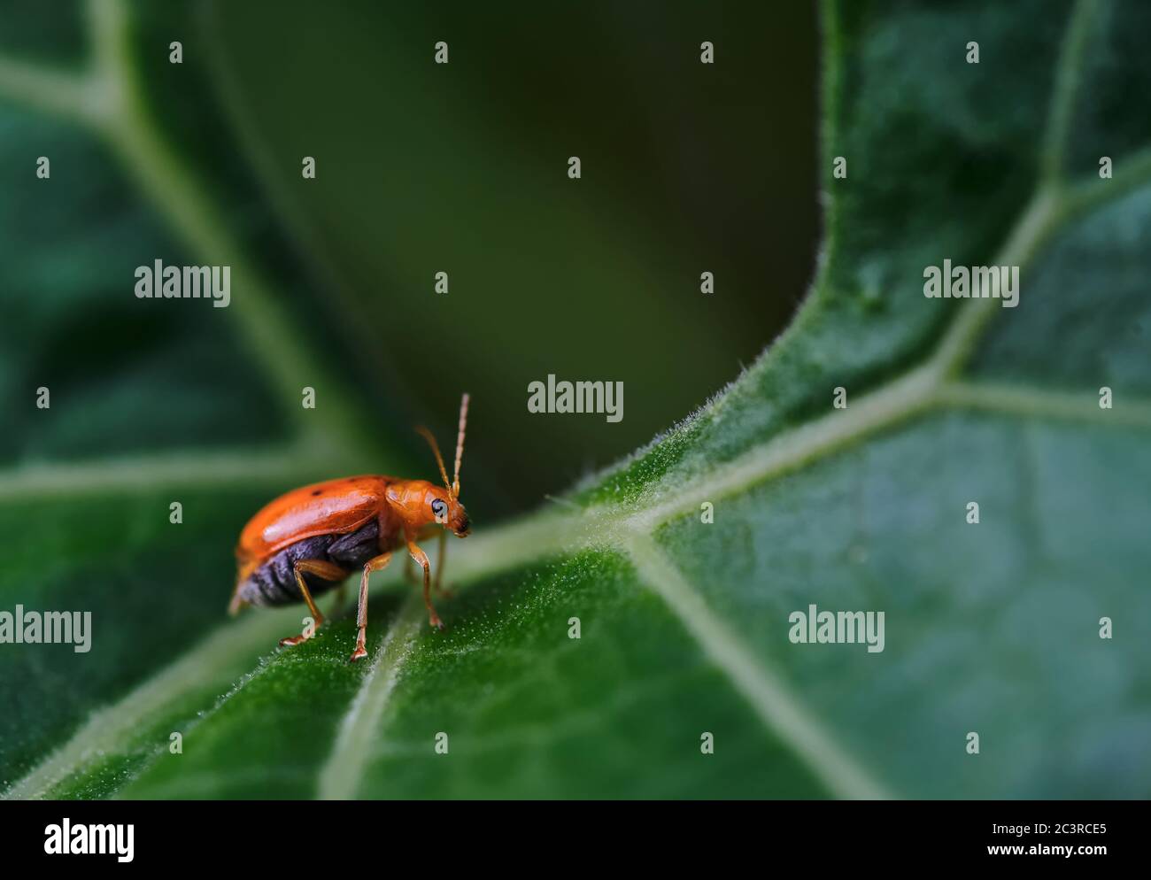 A little orange bug on a plant part Stock Photo