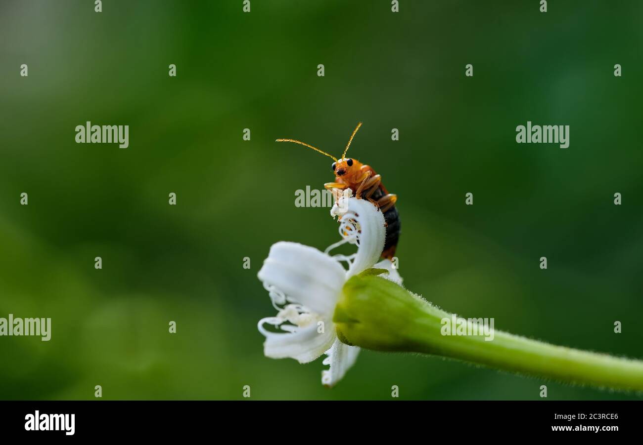 A little orange bug on a plant part Stock Photo Alamy