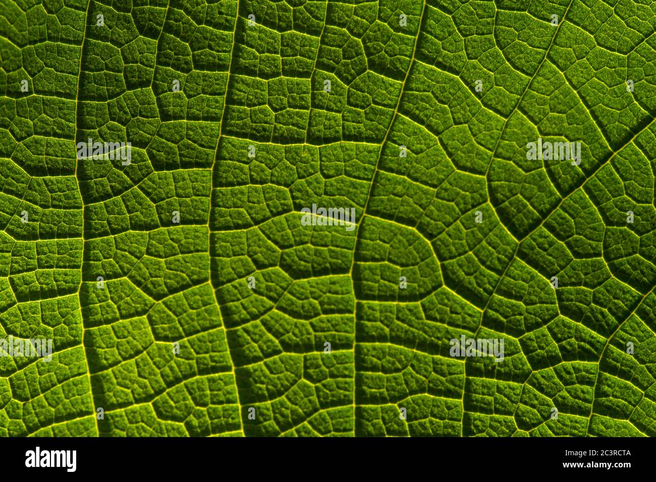 Background of green leaf and vein Stock Photo - Alamy