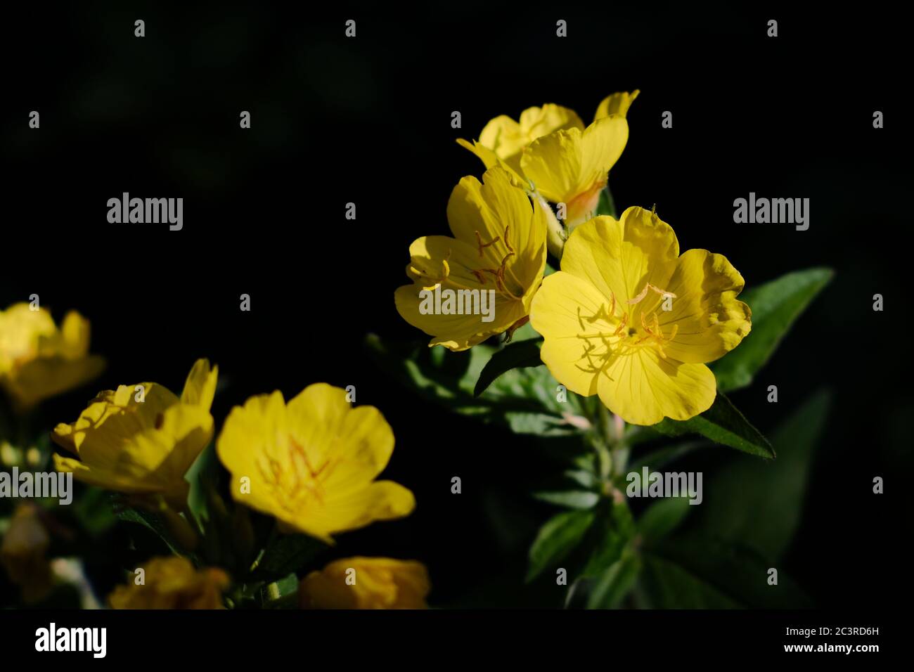 yellow flowers of an evening primrose (Oenothera) in the summer sunshine in a Glebe