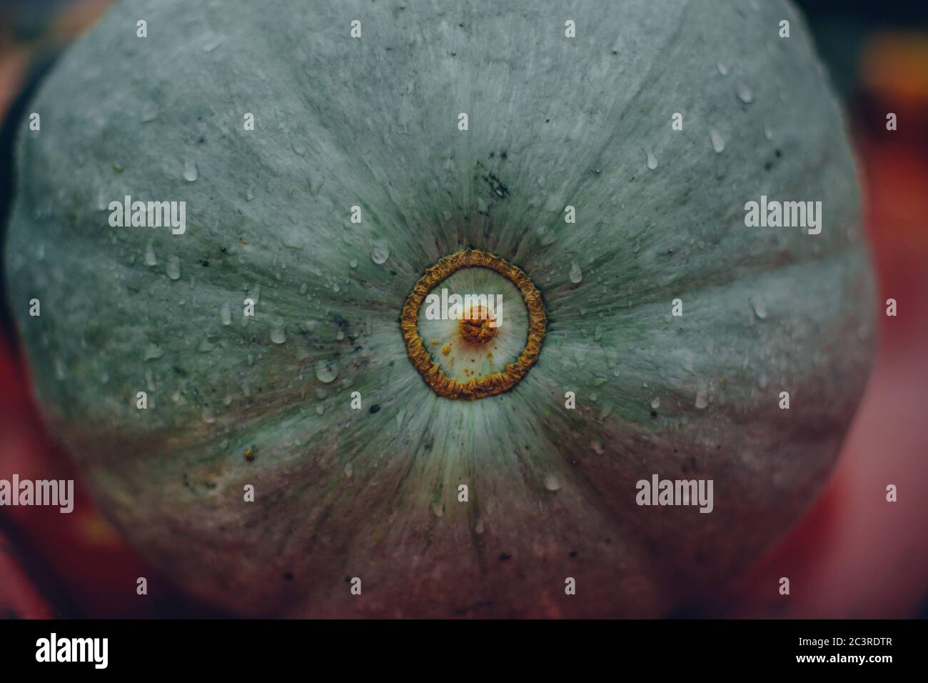 Closeup shot of the back of a green pumpkin Stock Photo - Alamy