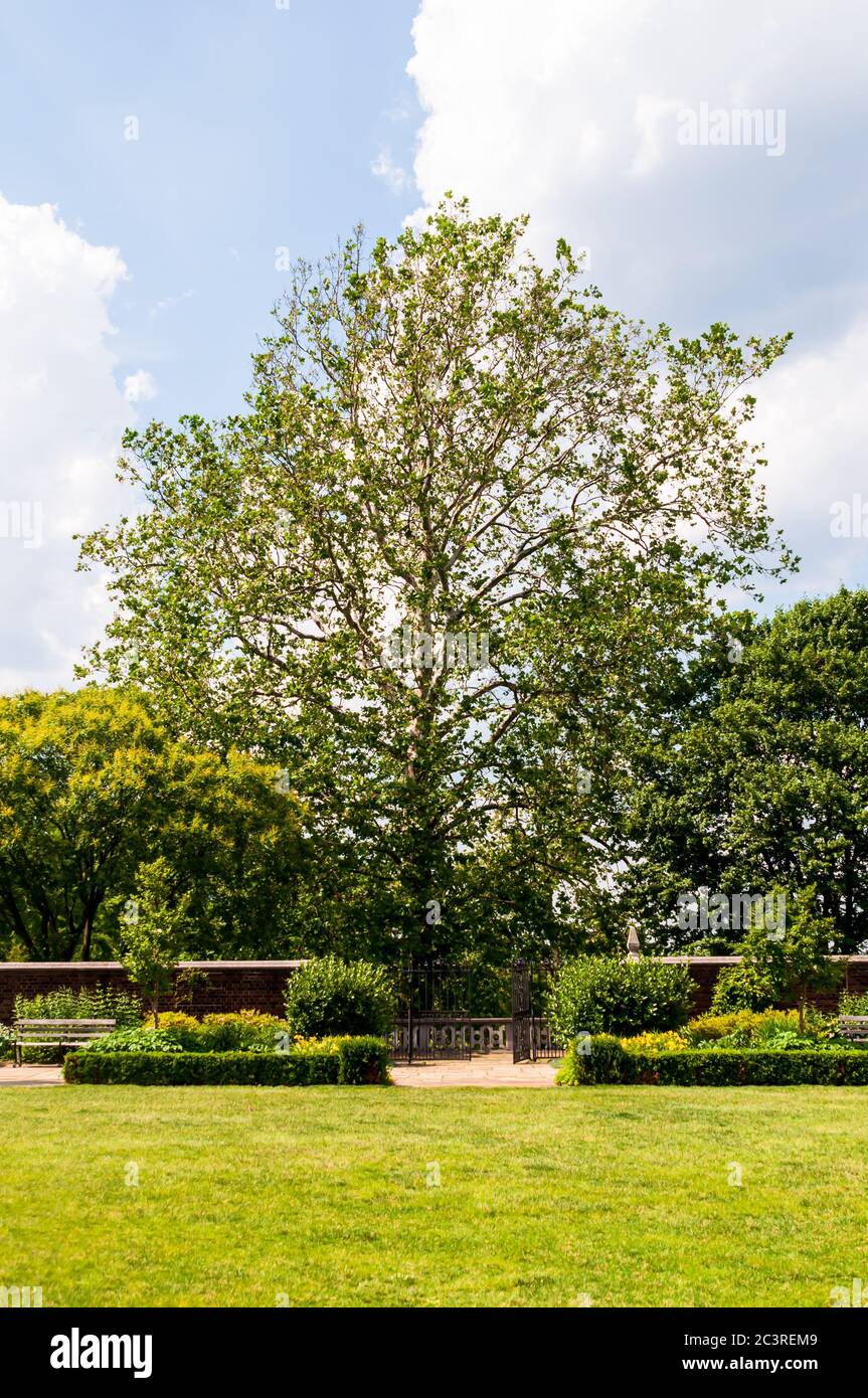 A large oak tree next to the lawn at Mellon Park, Pittsburgh, Pennsylvania, USA on a sunny summer day Stock Photo