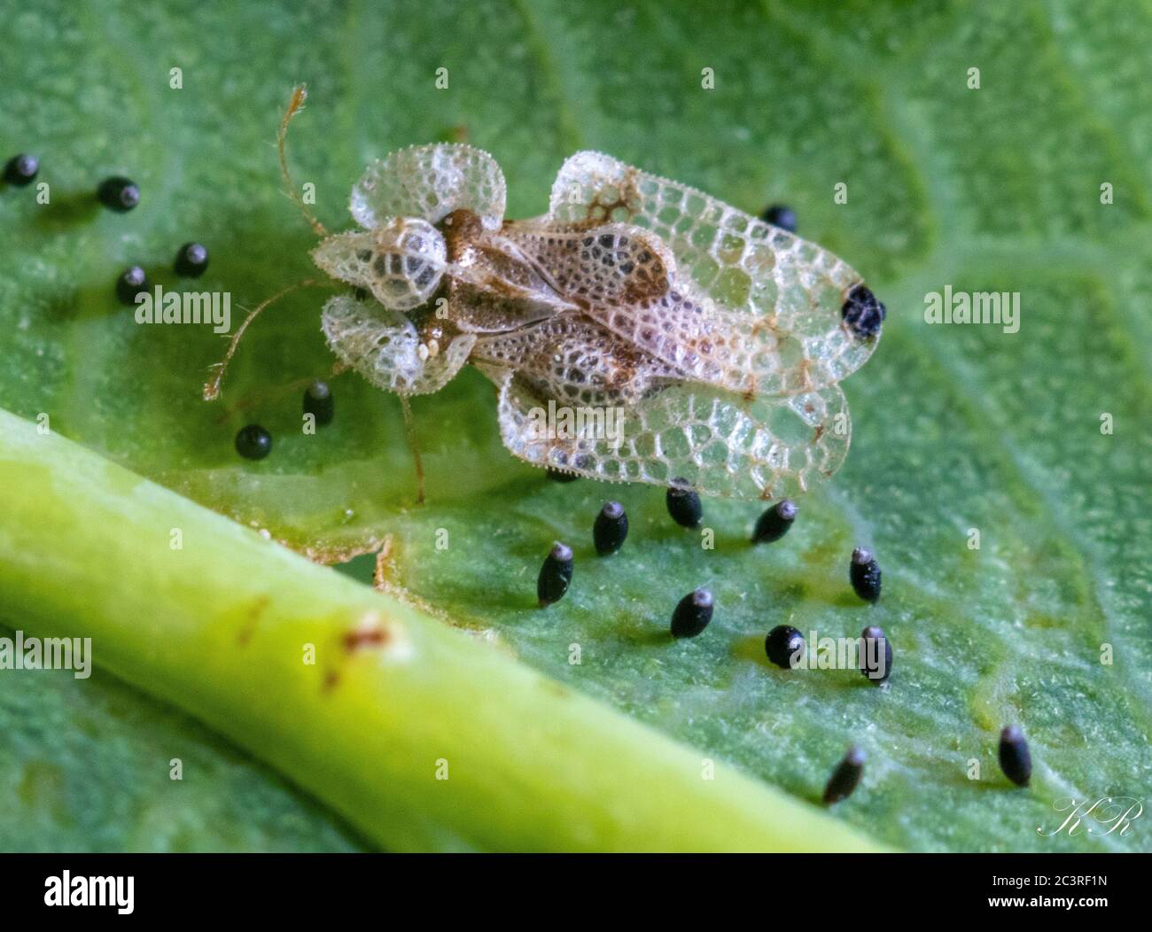 Closeup shot of an oak lace bug on a leaf surface Stock Photo