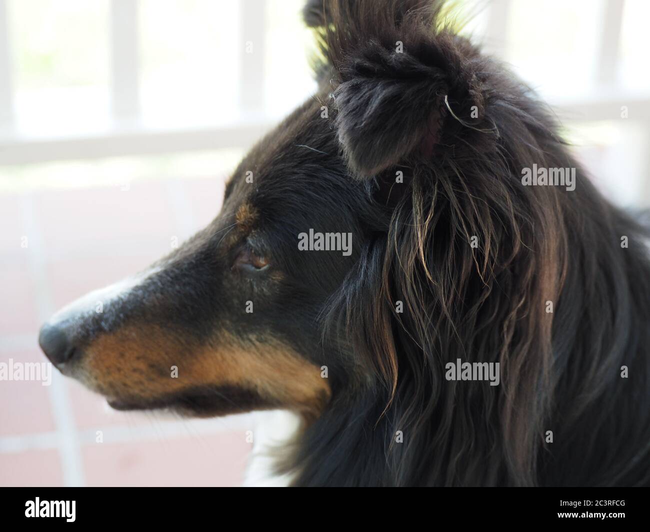 Tri color dog hires stock photography and images Alamy