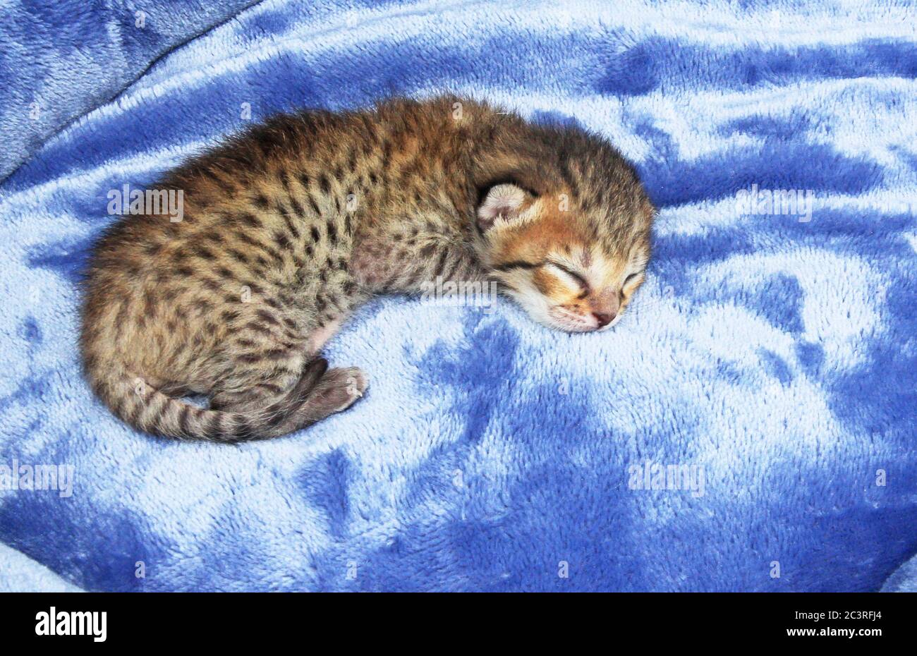 F4 Newborn Serval Savannah Kitten Stock Photo