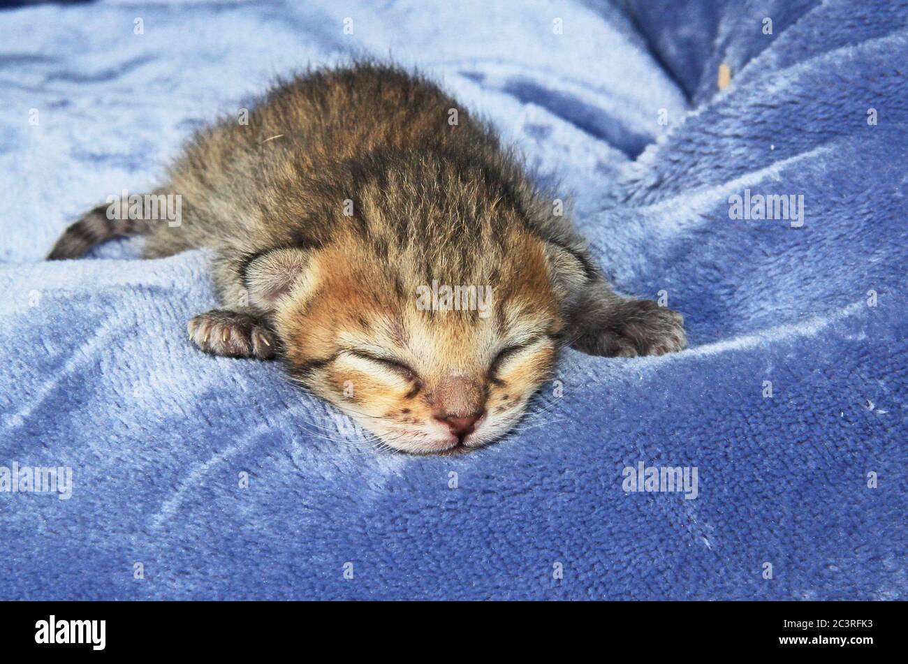 F4 Newborn Serval Savannah Kitten Stock Photo
