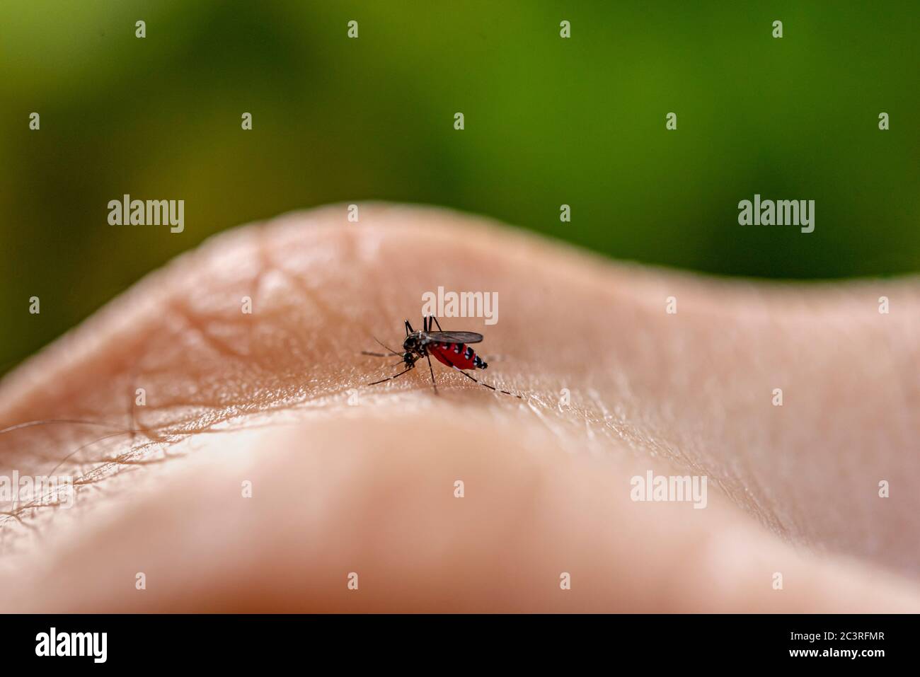 Aedes aegypti mosquito biting human skin. Transmitter of various diseases such as dengue, zika and chikungunya fever. Stock Photo