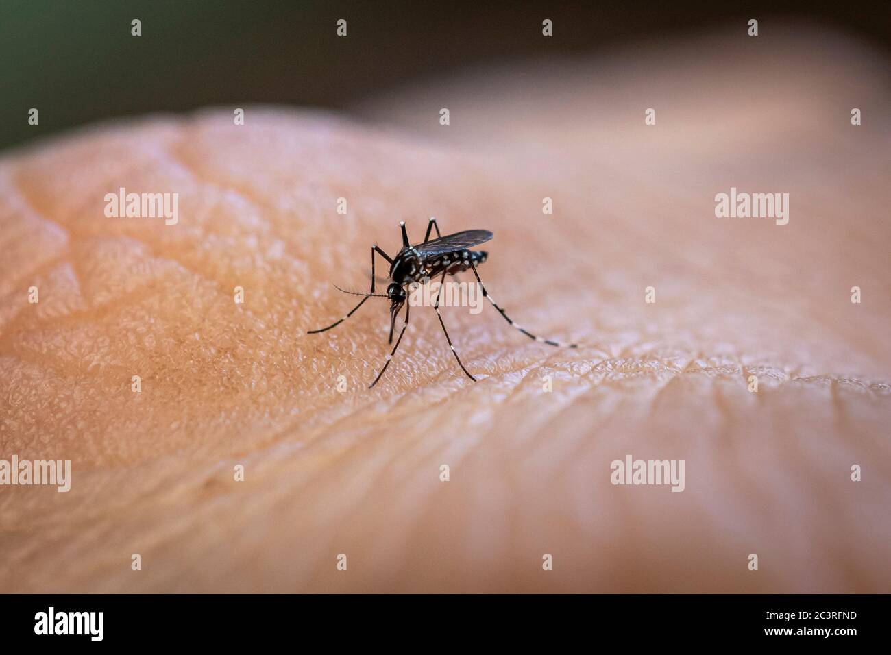 Aedes aegypti mosquito biting human skin. Transmitter of various diseases such as dengue, zika and chikungunya fever. Stock Photo