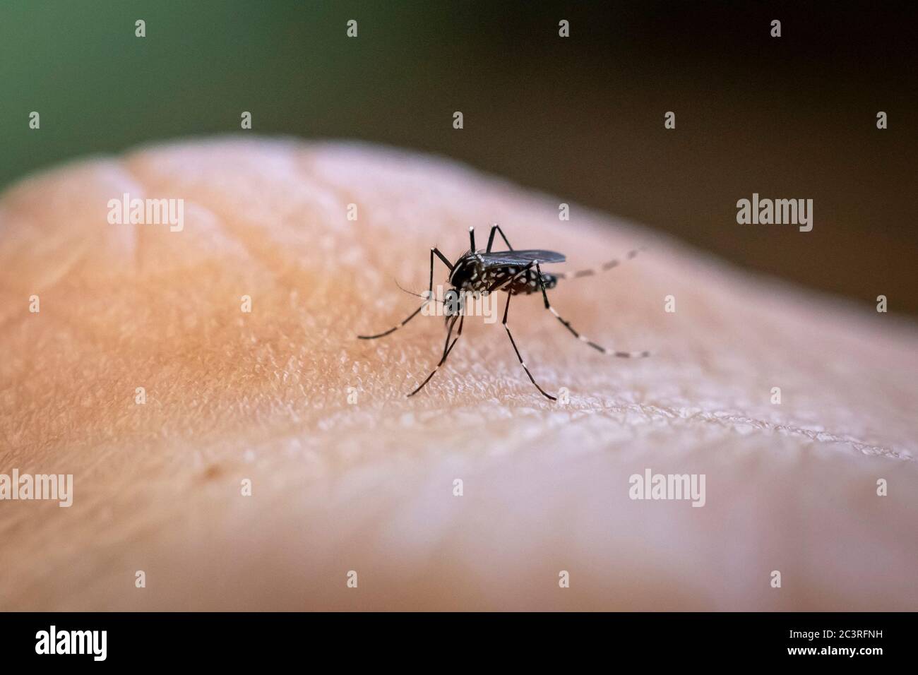 Aedes aegypti mosquito biting human skin. Transmitter of various diseases such as dengue, zika and chikungunya fever. Stock Photo
