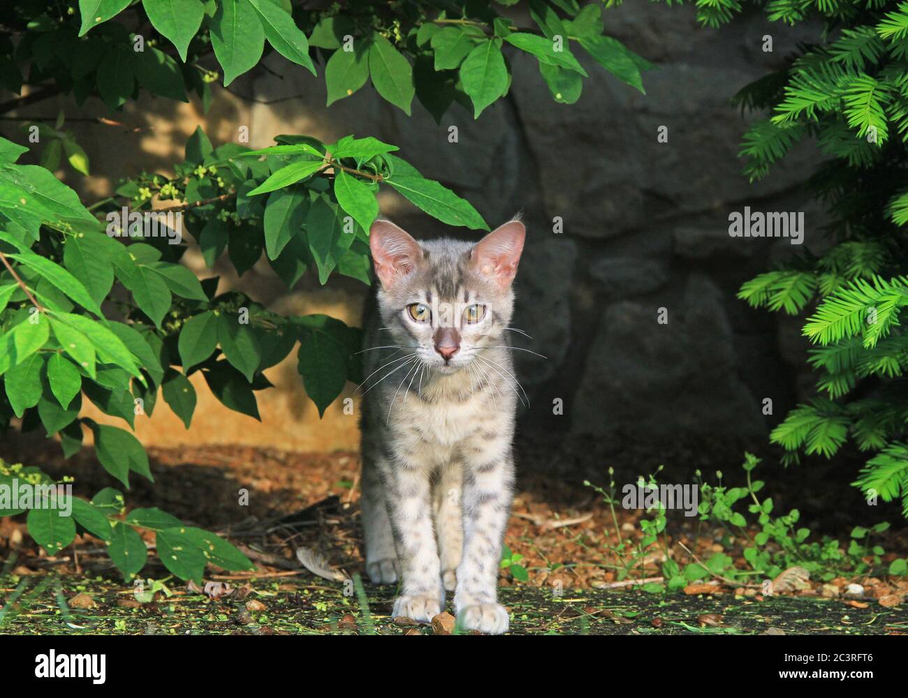 F4 Gray Spotted Serval Savannah Domestic Kitten Stock Photo